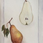 Pear study
